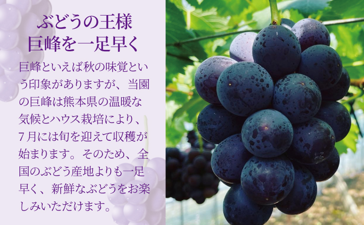7月のぶどう屋さん 種なし巨峰 4房入り 1.5kg 松川果樹園 種無し巨峰 種なし たねなし きょほう ぶどう 葡萄 熊本県 宇城市産 冷蔵 送料無料【2026年7月上旬〜8月上旬頃順次発送予定】