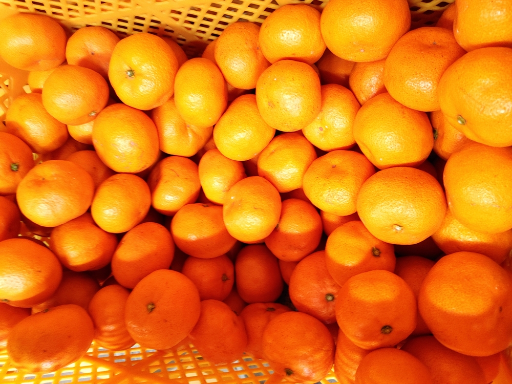 愛紅小町 あいかちゃん 約5kg 45〜55玉 【吉田レモニー】 【2025年10月上旬-2026年1月下旬発送】温州みかん