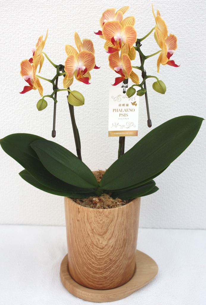 【お任せ】 ミディ胡蝶蘭 2本立ち 鉢花 らん プレゼント 洋ラン 生花 お花 お祝い