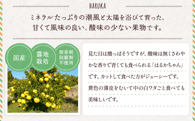 【先行予約】  訳あり はるか 約5kg（22玉〜27玉）【吉田レモニー】【2026年2月上旬〜2026年5月下旬発送】