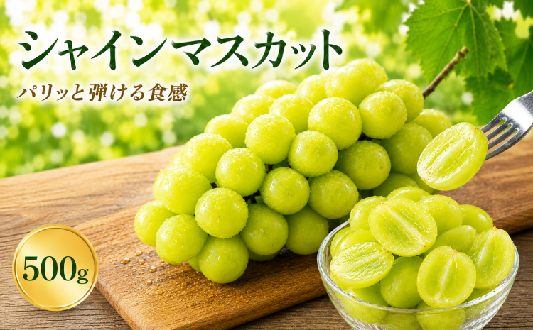 シャインマスカット 500g 【2026年8月中旬～9月下旬頃発送予定】 ぶどう ブドウ フルーツ 果物 国産 九州 熊本 熊本県 産地直送 パリッと 弾ける 食感 爽やか 甘い 贅沢 家庭用 お取り寄せ ご褒美 デザート 夏 秋 贈答 ギフト くまふる