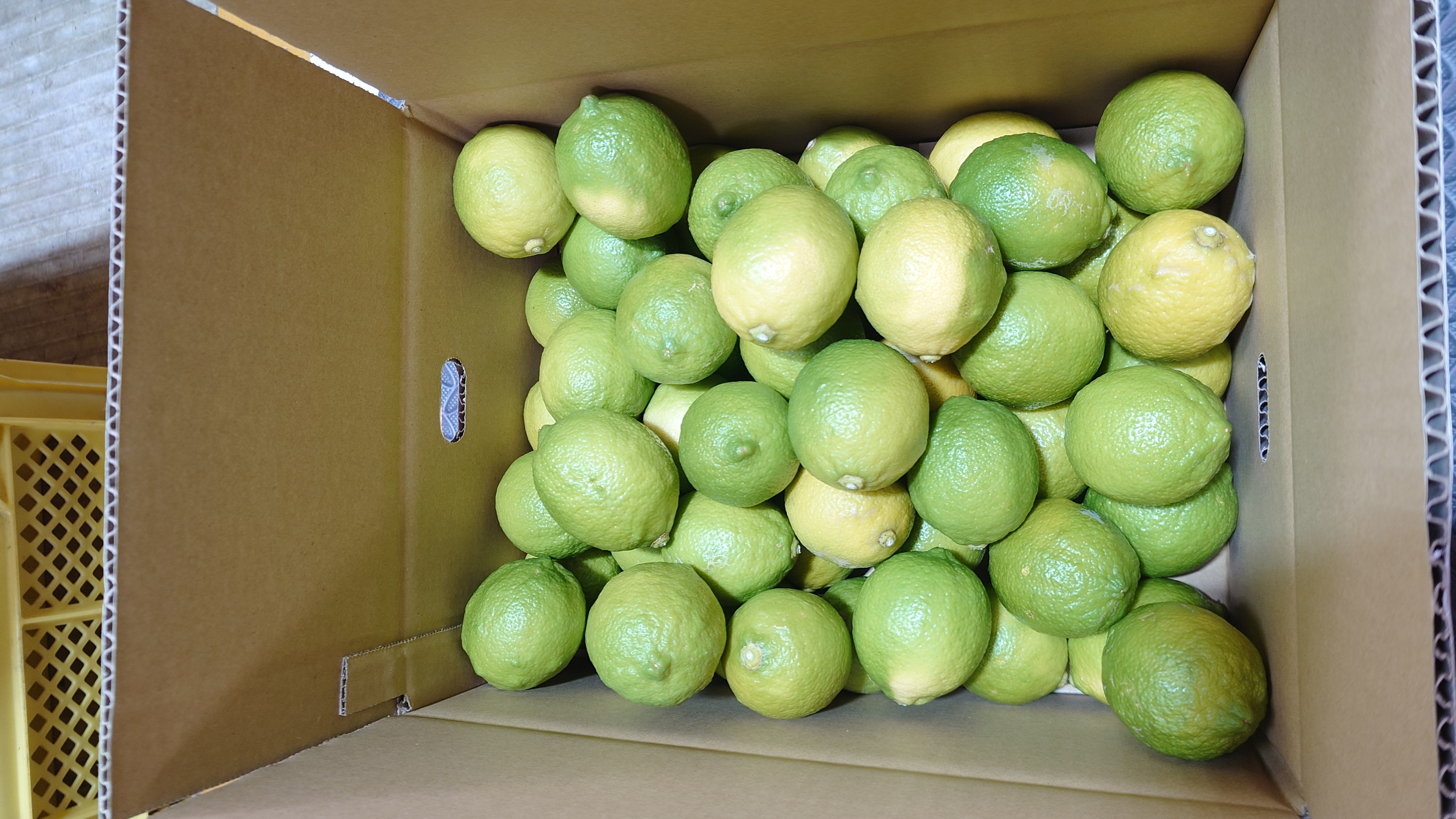  ユーレカ レモン 約5kg（35玉前後）【清水果樹園】【2026年11月上旬から11月下旬発送予定】 レモン 檸檬 国産レモン ノーワックス 防腐剤不使用 柑橘  調味料 国産 九州 熊本県 宇城市