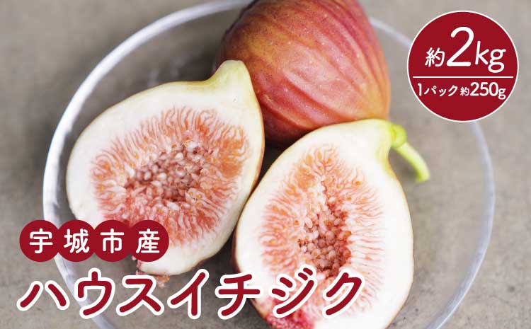 【先行予約】 ハウスイチジク 約2kg（約250g×8パック）【合同会社宝Farm】【2026年5月下旬〜8月下旬頃順次発送予定】※離島配送不可