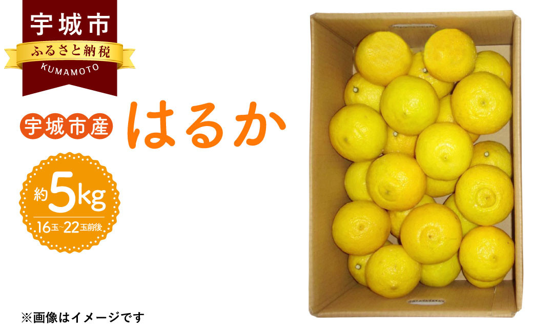 宇城市産 はるか 約5kg 【のむちゃん農園】【2025年1月上旬から3月下旬発送予定】みかん はるか 柑橘 果物 フルーツ 熊本県 