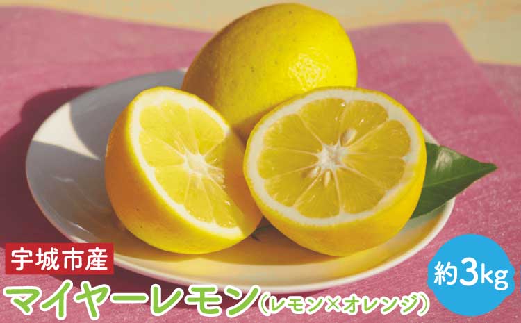 先行予約 マイヤー レモン 約3kg （レモン × オレンジ） 2026年11月上旬-2027年3月下旬発送予定【うちやま果樹園】