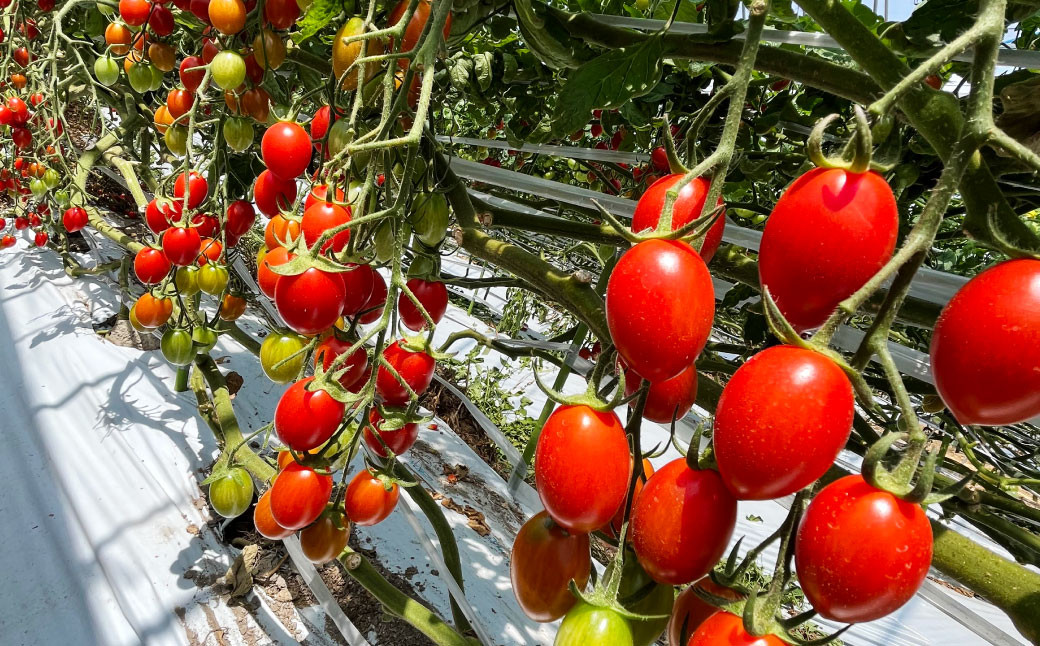 宇城市産 フルーツトマト アイコ 約2kg しんたのトマト農園