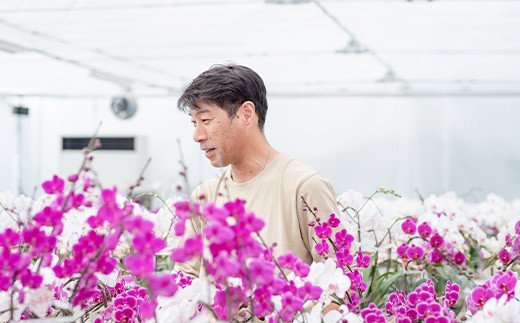 ミディ胡蝶蘭 KouBou 大地 2本立ち 洋蘭 観賞用 贈答用 植物