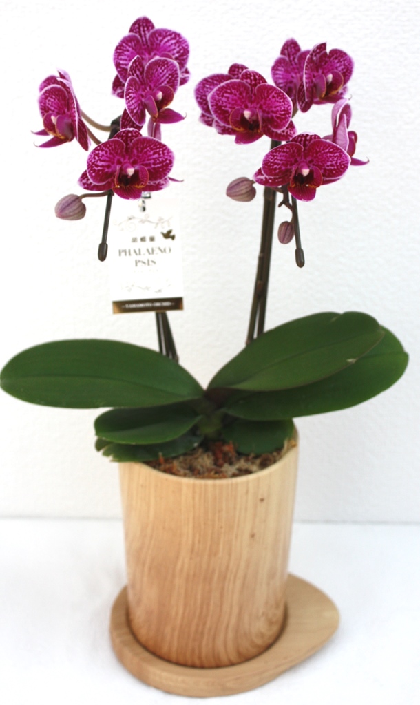 【お任せ】 ミディ胡蝶蘭 2本立ち 鉢花 らん プレゼント 洋ラン 生花 お花 お祝い