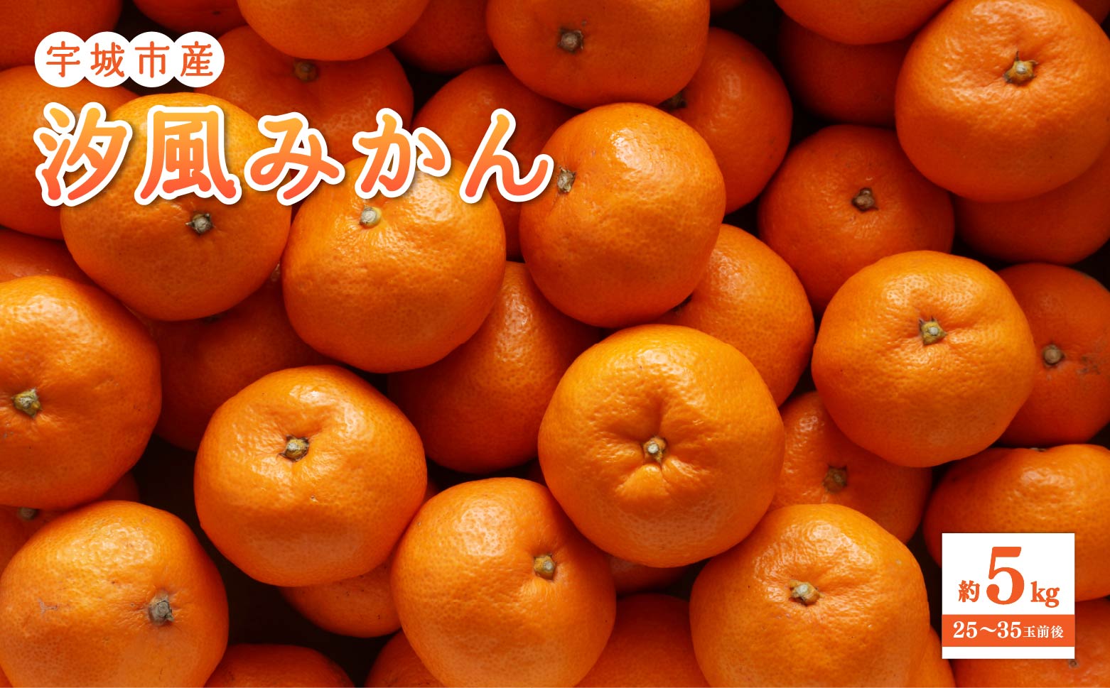 みかん 汐風みかん 約5kg【のむちゃん農園】【11月上旬から2026年1月下旬発送予定】みかん オレンジ 果物 フルーツ 熊本県
