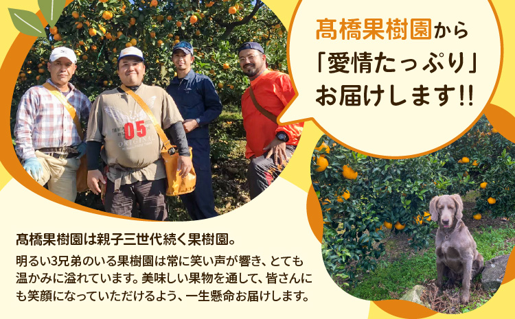 先行予約 不知火 ご家庭用 完熟不知火 約5kg 【髙橋果樹園】【2026年2月上旬から3月下旬発送予定】ご家庭用 不揃い キズあり SDGｓ B級品 しらぬい みかん ミカン 高橋果樹園 柑橘 かんきつ 宇城市産 デコポン® 不知火発祥の地