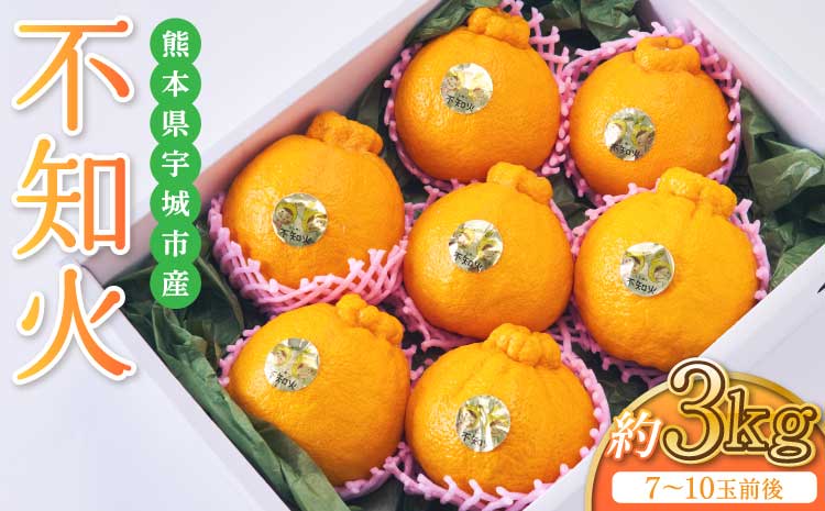 先行予約 不知火 約3kg 2026年2月下旬から2026年4月上旬発送予定 しらぬい 蜜柑 熊本県産 九州産 国産 坂下園