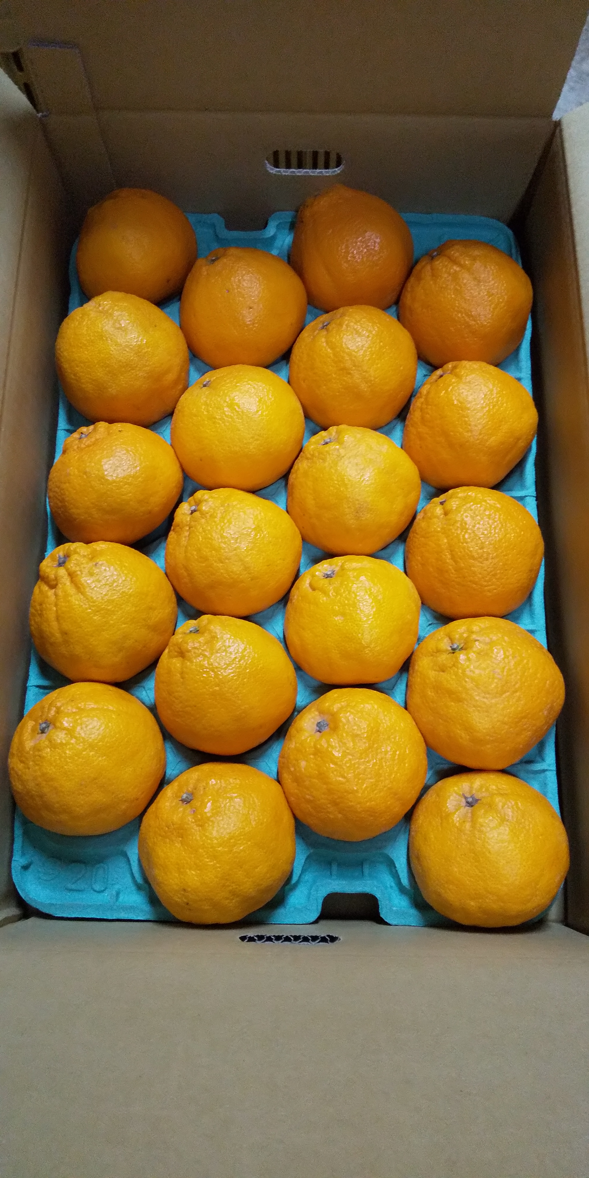 å
è¡äºçŽ äžç¥ç« çŽ5kgïŒ15ïœ22çïŒ ã2026幎3æäžæ¬ã4æäžæ¬çºéäºå®ã ããã¬ã ææ©é¡ ã¿ãã ãã«ã³ èæ æç© ãã«ãŒã å®ååžç£ çæ¬çç£ ä¹å·ç£ ã²ããææš¹å