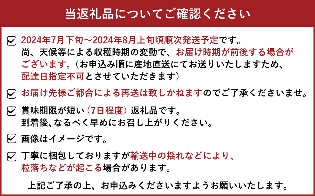 熊本県 宇城市産 巨峰&シャインマスカットのセット 約1kg【2024年7月下旬から2024年8月上旬発送予定】巨峰 シャインマスカット 葡萄 ブドウ ぶどう