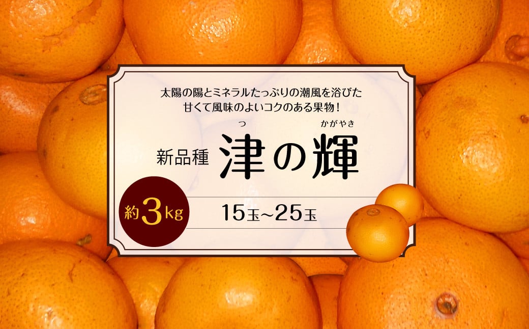 津の輝（つのかがやき）約3kg（15玉～25玉）【吉田レモニー】【2月上旬～3月下旬発送予定】みかん 柑橘