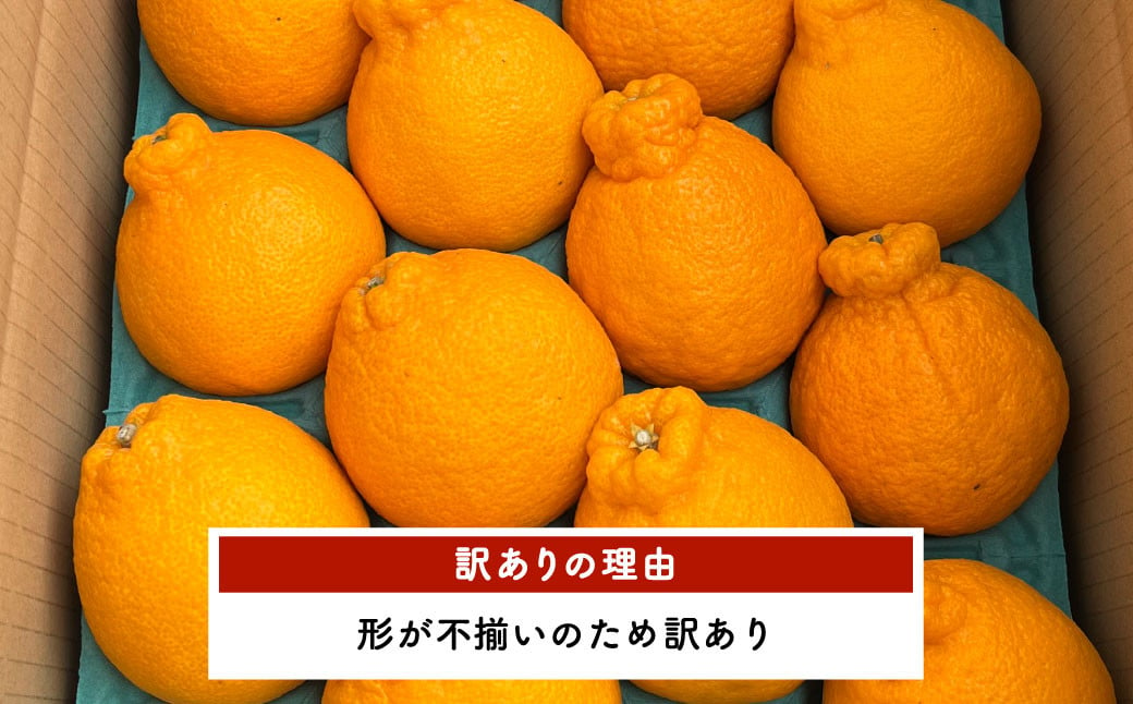 【先行予約】訳あり ハウス 不知火 約5kg【合同会社宝Farm】【2025年1月下旬から3月上旬発送予定】