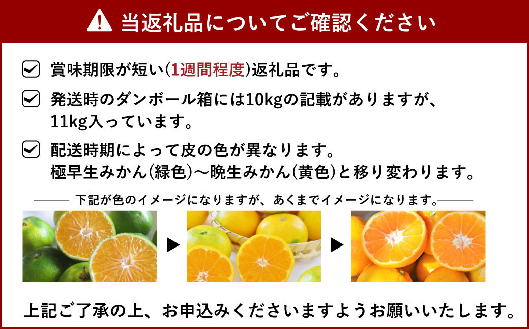 熊本みかん 約11kg（2S～2L）温州みかん【9月下旬から11月下旬発送】柑橘 フルーツ