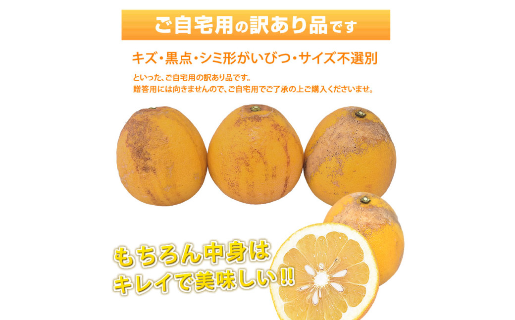 訳あり 河内晩柑 4kg【2025年3月下旬から2025年7月下旬発送予定】晩柑 ジューシーオレンジ 果物 フルーツ 規格外 不揃い