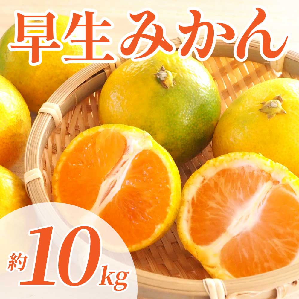 先行予約 早生みかん 約10kg（2S〜2L ）【2026年11月上旬〜2026年11月下旬配送予定】 みかん ミカン 早生みかん フルーツ 果物 柑橘 かんきつ蜜柑 熊本県 熊本 九州 宇城市 国産 高糖度 甘い ジューシー みずみずしい 果汁 酸味 日本フルーツ