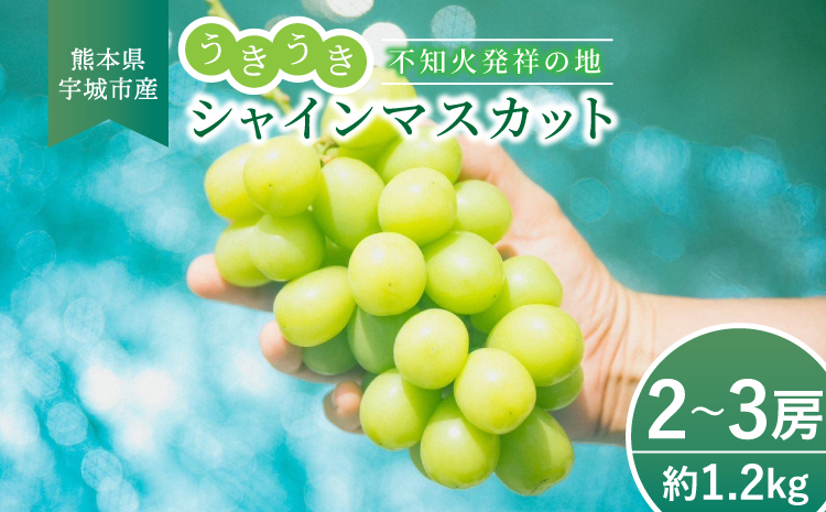 【先行予約】 シャインマスカット うきうき シャインマスカット 2～3房 約1.2kg 【2026年7月下旬-2026年9月下旬頃 順次発送予定】 ぶどう 果物 大粒 高級 ブドウ 葡萄 マスカット 宇城市産 熊本県産 九州産 国産 冷蔵 不知火発祥の地