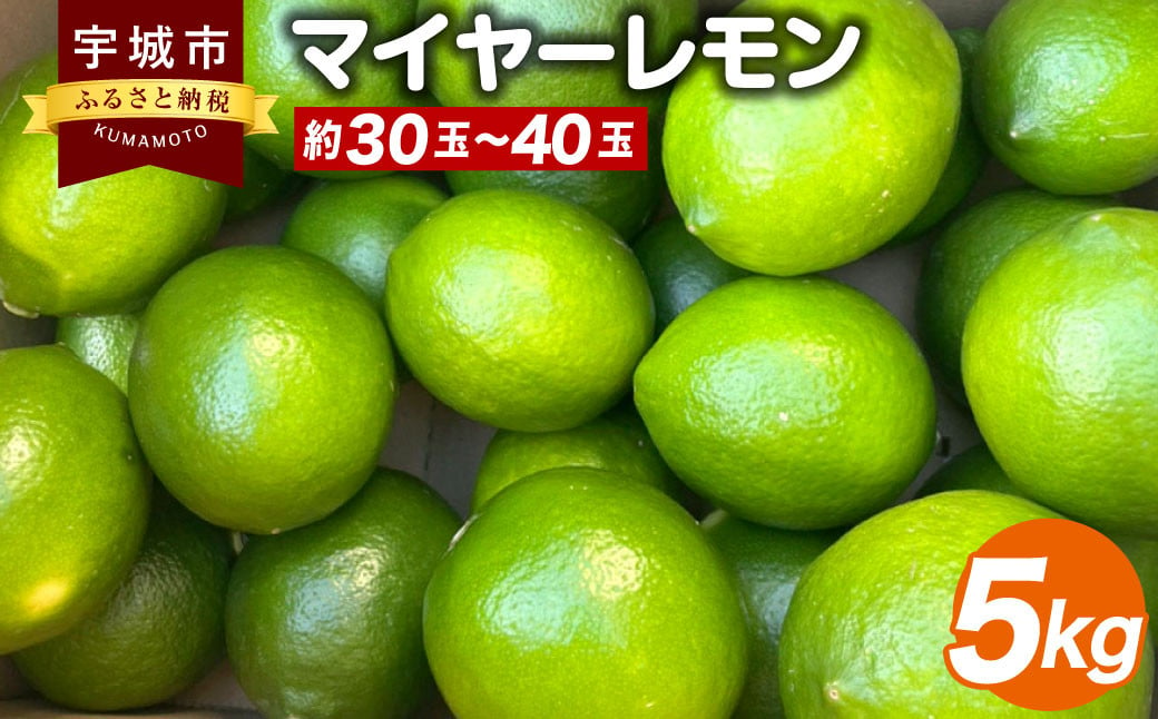 マイヤーレモン 5kg（30玉～40玉）【ひかる農園】【9月上旬から12月下旬発送予定】レモン れもん 檸檬