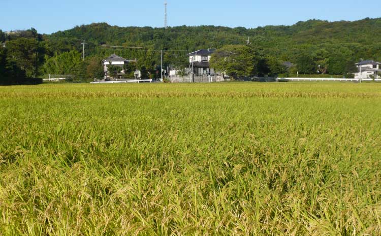 【令和7年産】季長米 10kg【竹崎野村農園】【2026年10月下旬までに発送予定】 うるち精米 ごはん ご飯 国産