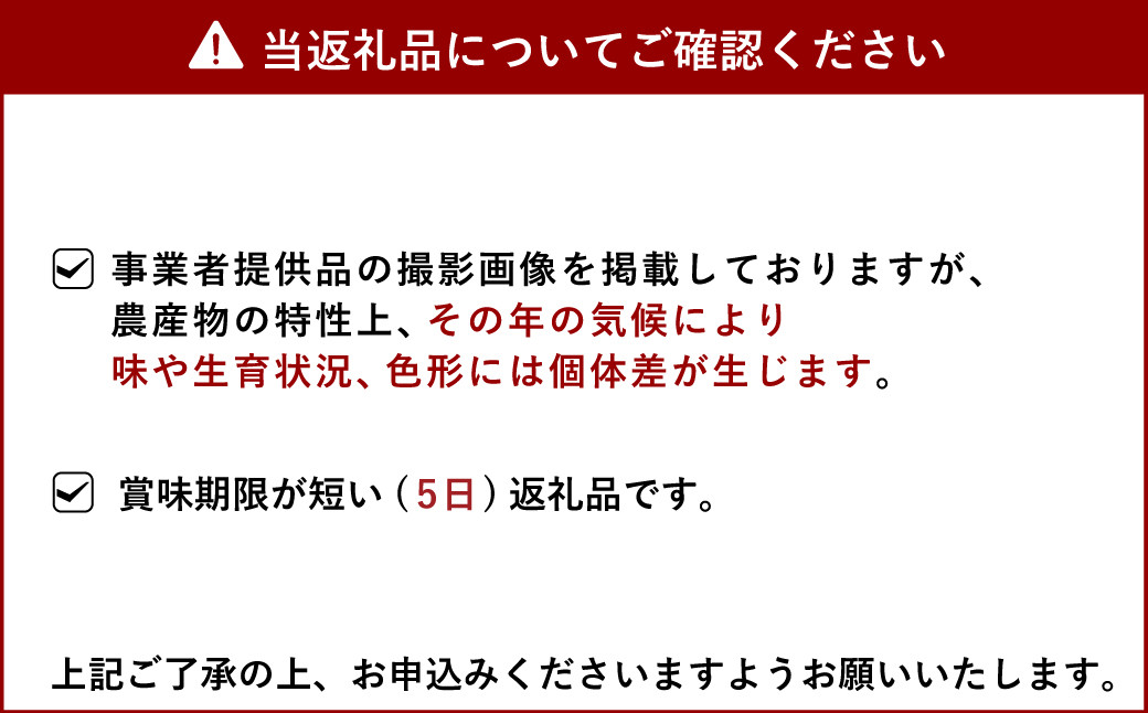 【先行予約】路地栽培 元祖 不知火 約3kg【2025年3月上旬から6月上旬発送予定】フルーツ 果物 くだもの 柑橘 しらぬい