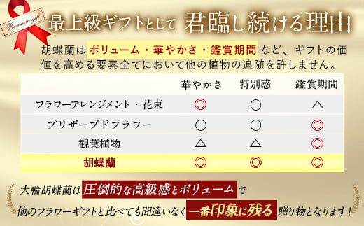 洋蘭 大輪胡蝶蘭 2本立ち（高さ70〜80cm/幅約40cm） 蘭 鉢 鉢植え 胡蝶蘭 ギフト 熊本県産 【森水木のラン屋さん】大輪胡蝶蘭 2本立ち ギフト 洋ラン 贈り物 フラワーギフト