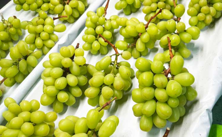 ã·ã£ã€ã³ãã¹ã«ãã 1.2kg (300gÃ4ããã¯) ã2026幎7æäžæ¬ïœ8æäžæ¬é é æ¬¡çºéäºå®ããã«ãŒã æç© ãã ãã® ã¶ã©ã ãã㊠è¡è åœç£ é«å質 é«çŽ çã éŠã ãè€çŸ èŽ
æ²¢ ãã¶ãŒã å°ïšææš¹å