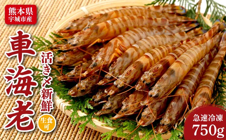 熊本県産 急速冷凍 車海老 750g(27〜39尾) 生食可 瞬間冷凍