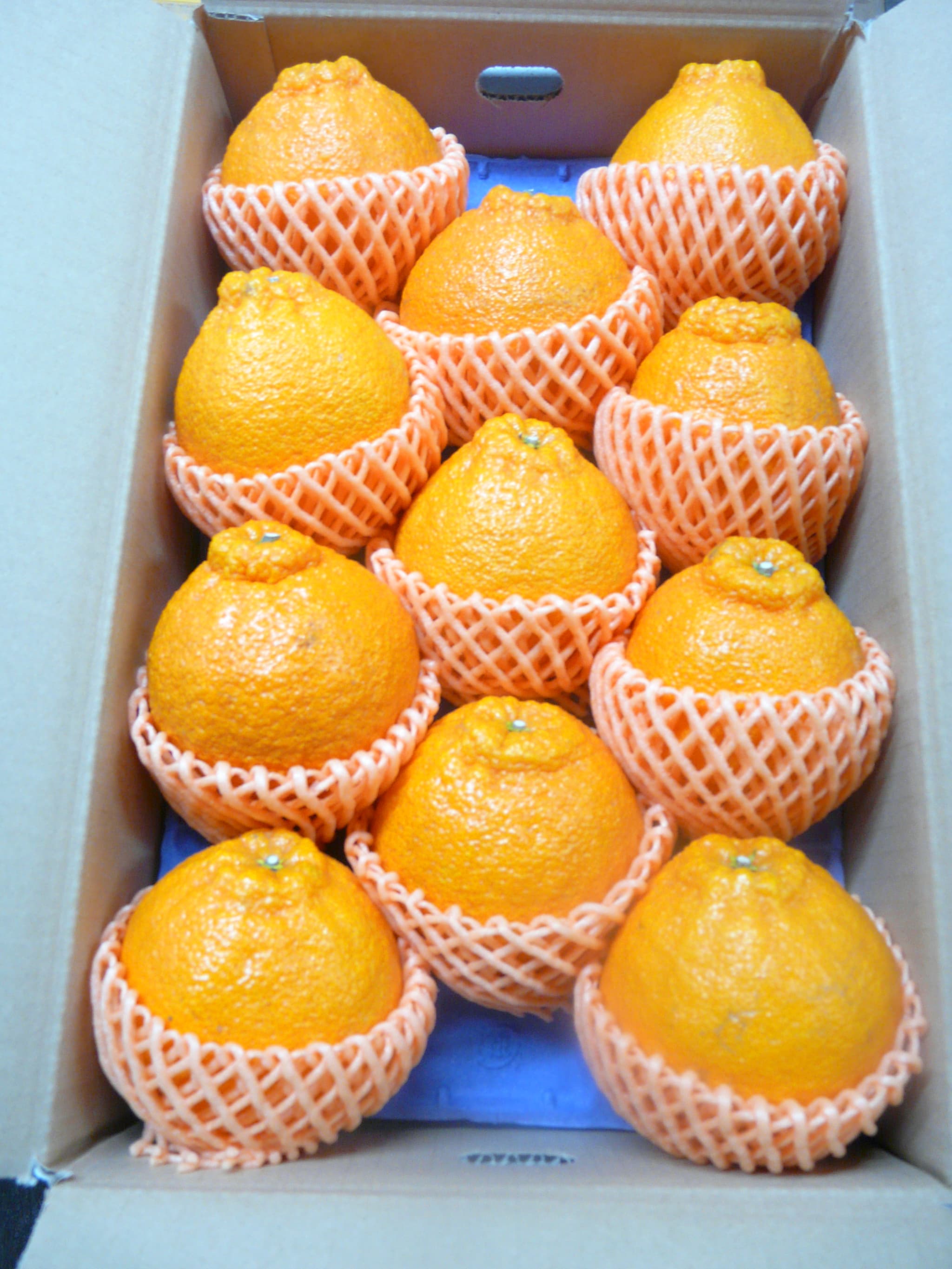 【先行予約】  不知火 でこ姫 大箱 約4.5kg（11〜20玉）【吉田レモニー】【2026年2月中旬〜2026年5月下旬発送】