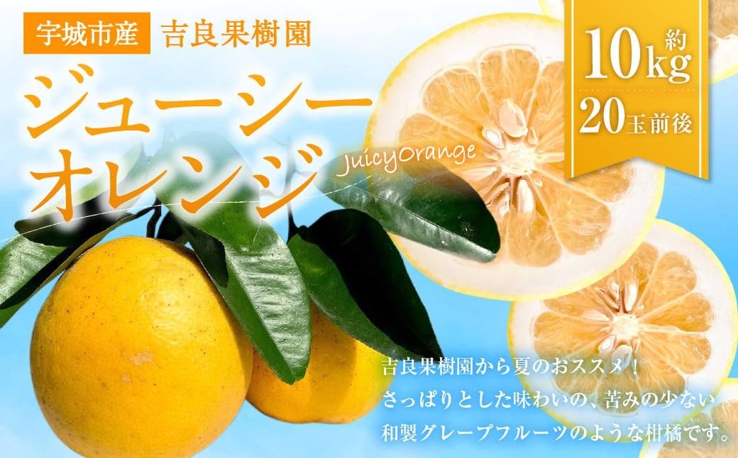 【4月下旬～順次発送】宇城市産ジューシーオレンジ 約10kg 吉良果樹園 柑橘 果物 フルーツ