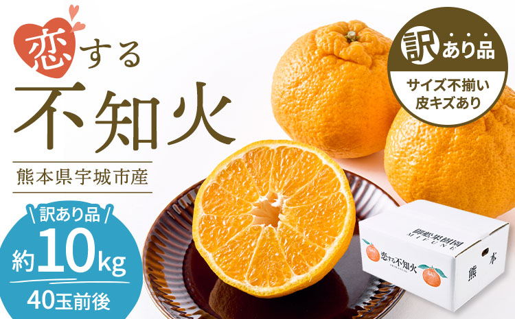 先行予約 訳あり 不知火 恋する不知火 選べる容量 約10kg 【2026年4月上旬から2026年6月下旬発送予定】 御舩果樹園 わけあり 不揃い しらぬい 柑橘 宇城市 熊本県産