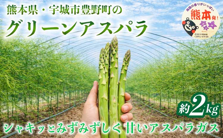 訳あり アスパラガス グリーンアスパラ アスパラ あすぱら 約2kg(S～L) 【2026年7月上旬～2026年10月中旬発送予定】野菜 春野菜 旬野菜 生鮮食品 熊本 熊本県 宇城市 みずみずしい 甘い シャキシャキ やわらかい 日本フルーツ