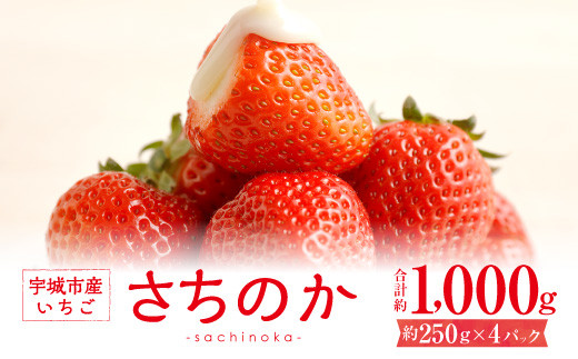 【1月発送】宇城市産いちご「さちのか」約250g×4パック【わたなべいちご園】