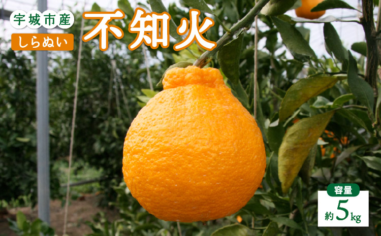 先行予約 不知火 5kg 【2026年2月上旬から4月下旬発送予定】 しらぬい 柑橘類 みかん 宇城市産 熊本県産 九州産 国産 ひかる農園