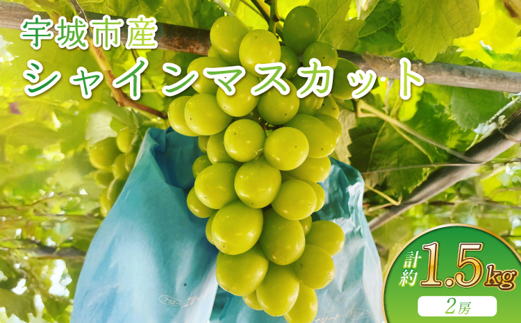 【先行予約】シャインマスカット 約1.5kg 2房 みのだ観光農園 宇城市産 マスカット ぶどう 葡萄 果物 フルーツ 旬 冷蔵 送料無料 熊本県 宇城市 【2026年9月上旬～9月中旬発送予定】