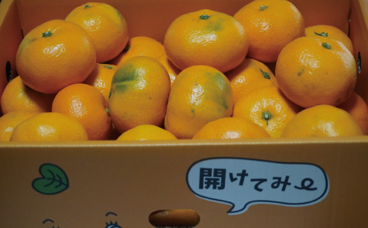 先行予約 みかん 尾崎 早生 温州みかん 約5kg (30玉前後) 【2026年12月上旬から12月下旬頃発送予定】 早生みかん みかん ミカン 蜜柑 フルーツ 果物 くだもの ひでみかん