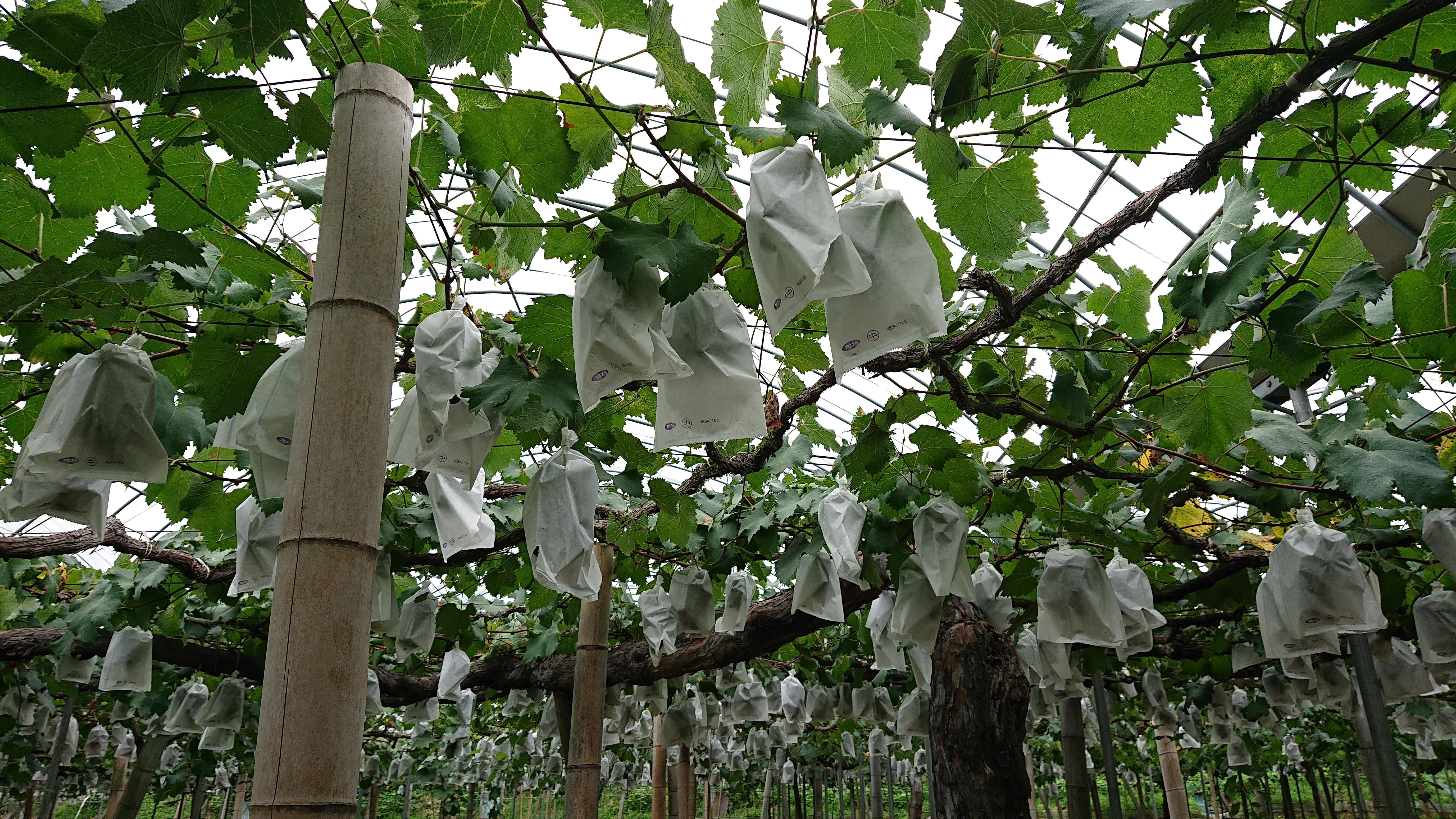 å®ååžç£ ã·ã£ã€ã³ãã¹ã«ãã çŽ1.8kg ãã¬ãã·ã¥ãã€ã¬ã¯ãã2026幎7æäžæ¬ã8æäžæ¬é é æ¬¡çºéäºå®ã