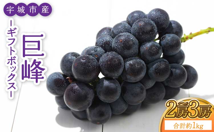 【先行予約】 熊本県 宇城市産 巨峰 2〜3房 約1kg【ギフトボックス】【2026年7月下旬〜8月上旬頃発送予定】ギフト ぶどう ブドウ 葡萄 大粒