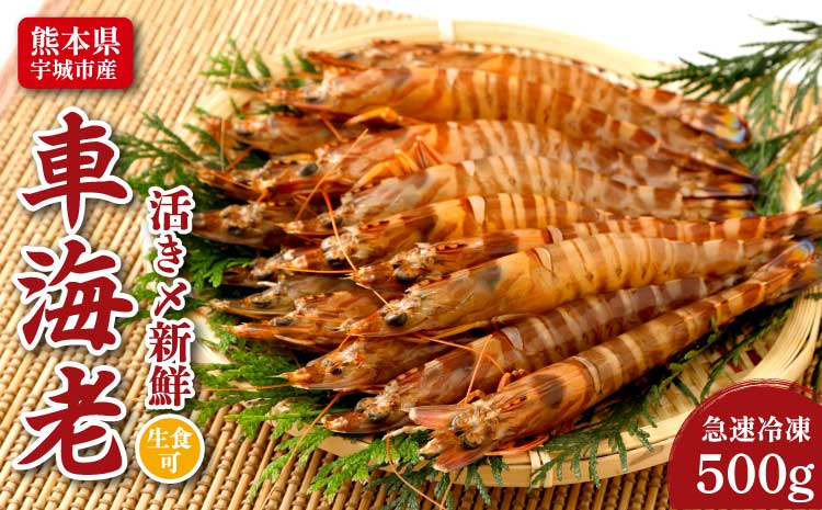 辭頑悽逵檎肇 諤・騾溷キ蜃 霆頑オキ閠 500g(18縲26蟆セ) 逕滄」溷庄 迸ャ髢灘キ蜃