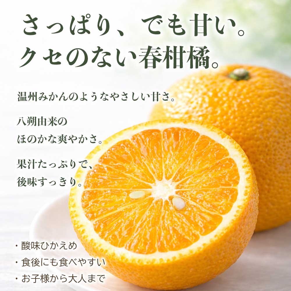 先行予約 訳ありスイートスプリング 約10kg【2027年1月中旬〜2027年3月上旬配送予定】みかん オレンジ 果物 フルーツ くだもの 柑橘 柑橘類 フルーツ 国産 熊本 熊本県 九州 産地直送 わけあり ワケアリ 日本フルーツ