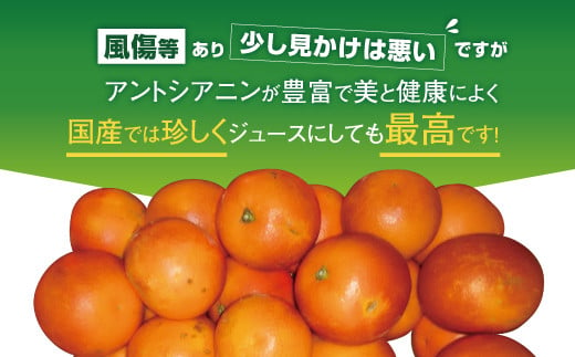 【先行受付】ブラッドオレンジ 約3kg（15玉〜25玉）【吉田レモニー】【2025年3月上旬〜2025年4月下旬発送】柑橘 フルーツ 果物