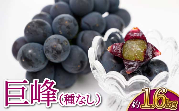 【先行予約】【2026年7月上旬〜8月上旬頃順次発送予定】巨峰 (種なし) 約1.6kg サンサンうきっ子宇城彩館