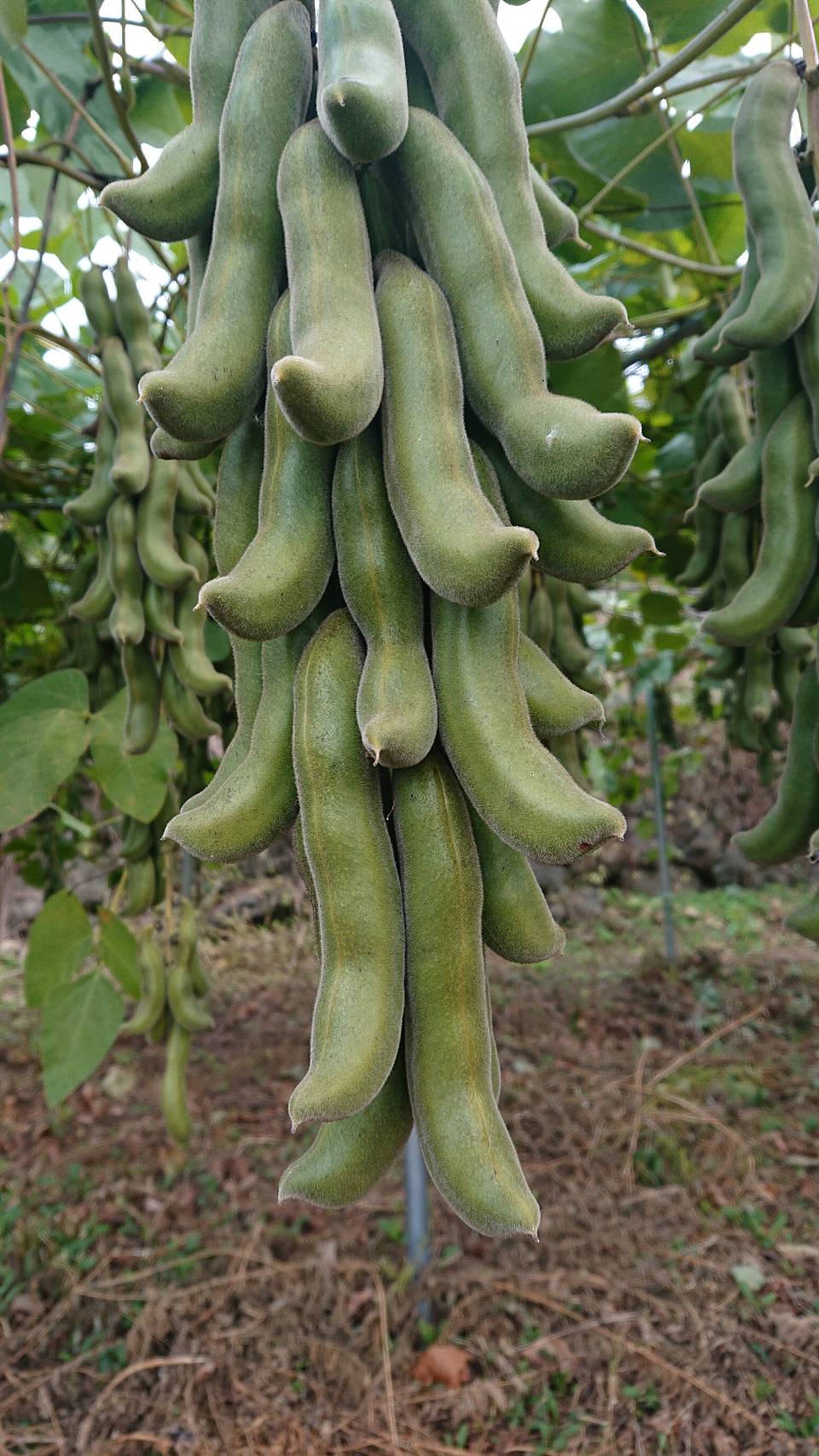 çæ¬ç£ çã ã¯ãè± 500g ãããªè± ç é£ç掻 çæ¬ç å®ååž