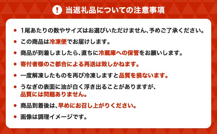 うなぎ 【ミシュラン1つ星店 採用】 国産 蒲焼き2-3尾 400g ギフト 蒲焼き 白焼き 鰻重 鰻丼 【数量限定】海水育ちの天草藍うなぎ 蒲焼き 2〜3尾セット（計約400g）鰻  