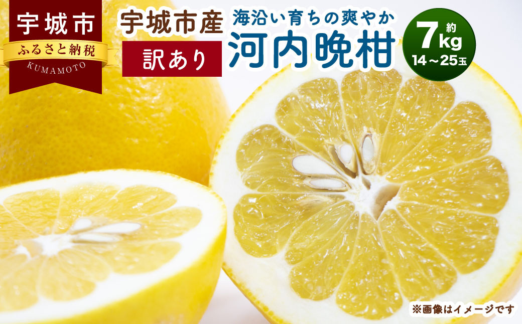 【訳あり】海沿い育ちの 爽やか 河内晩柑 約7kg（14〜25玉）晩柑【2025年3月下旬〜4月下旬発送予定】【河野柑橘園】ばんかん かわちばんかん