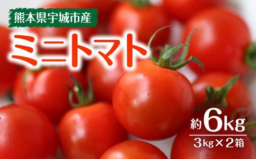 ミニトマト 約3kg×2箱 合計約6kg【11月下旬から2025年5月上旬発送予定】やさい 野菜 トマト とまと プチトマト 新鮮 フレッシュ