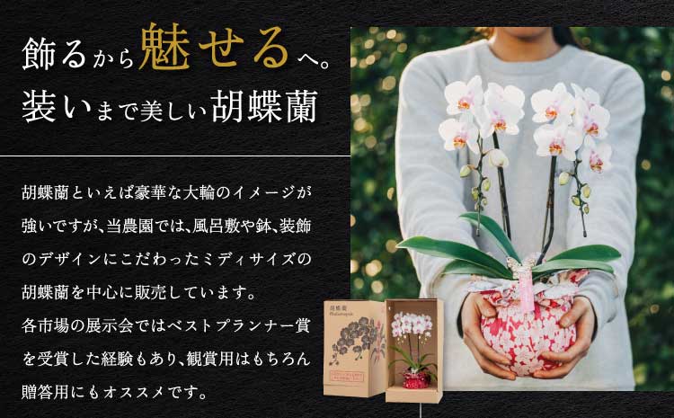 è¡è¶è çæ¬çç£ ããã£è¡è¶è è¯ããã ãã¬ãã¢ã 2æ¬ç«ã¡ è ã©ã³ æŽè ããã£ãµã€ãº 芳è³çš èŽççš åã¢ãã³ ã€ã³ããªã¢ æ€ç© ã³ãã§ãŠã©ã³ ã©ã³ãã è±