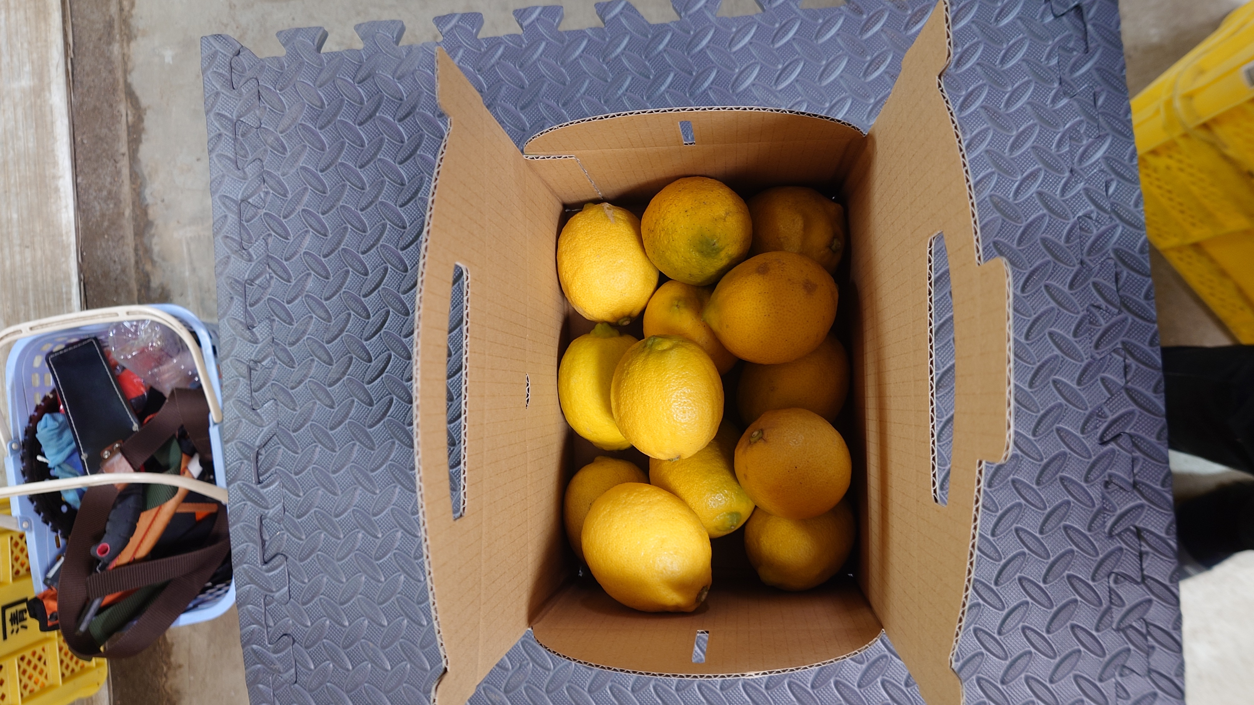  ユーレカ レモン 約2kg（20玉前後）【清水果樹園】【2026年11月上旬から11月下旬発送予定】 レモン 檸檬 国産レモン ノーワックス 防腐剤不使用 柑橘  調味料 国産 九州 熊本県 宇城市