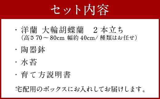 洋蘭 大輪胡蝶蘭 2本立ち（高さ70〜80cm/幅約40cm） 蘭 鉢 鉢植え 胡蝶蘭 ギフト 熊本県産 【森水木のラン屋さん】大輪胡蝶蘭 2本立ち ギフト 洋ラン 贈り物 フラワーギフト